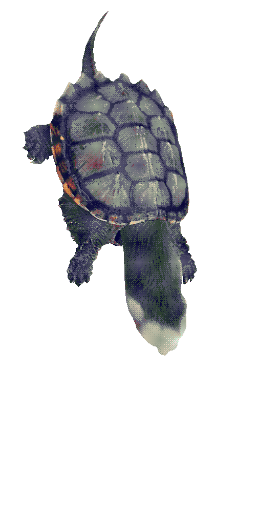 Orson paw